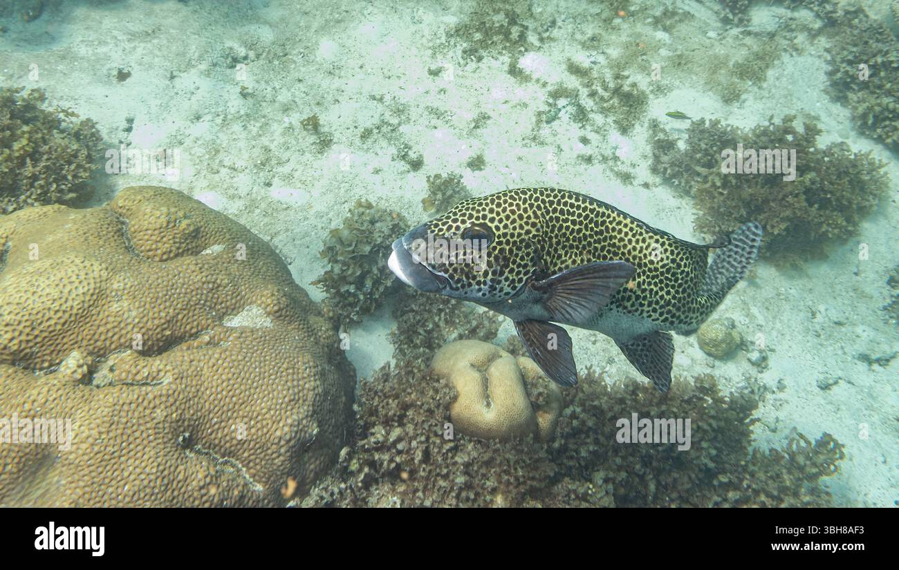 Spotted Sweetlips on Ningaloo Reef, Western Australia, Australia Stock Photo