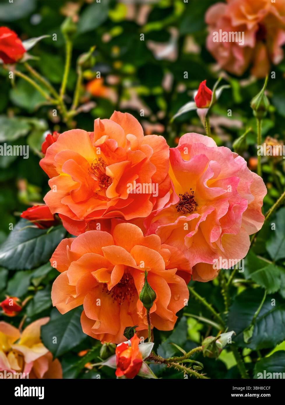 Charming cluster pink roses hi-res stock photography and images - Alamy
