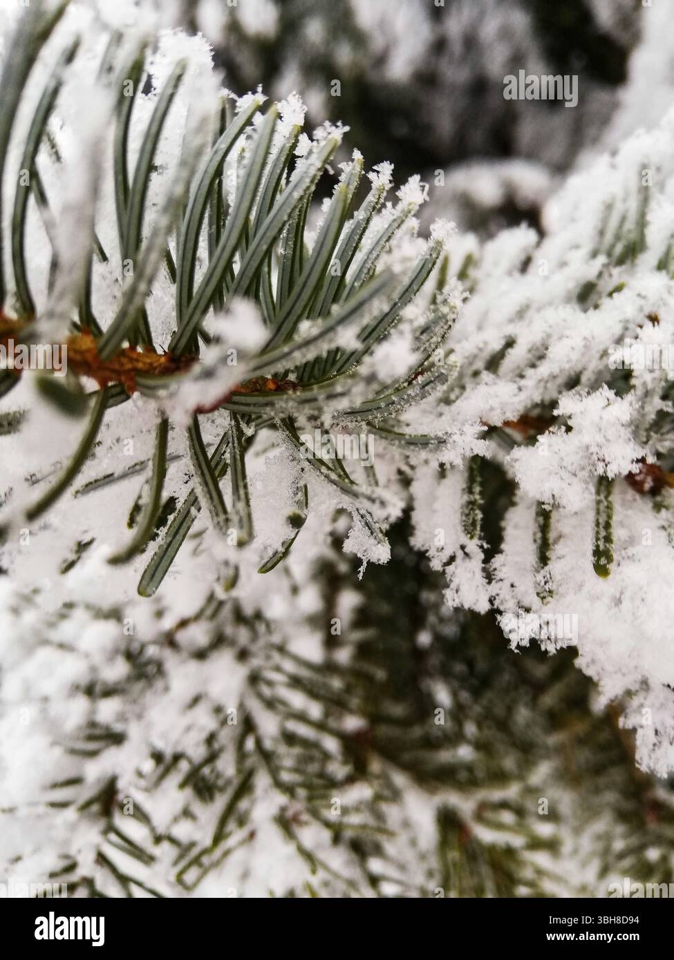 Tree spruce hi-res stock photography and images - Alamy