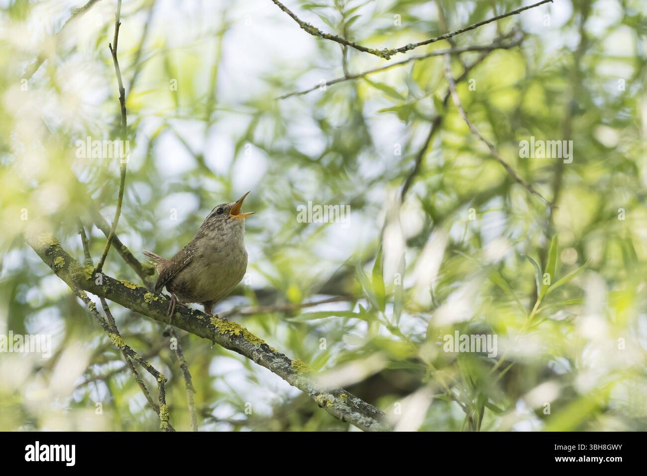 A wren (Troglodytes troglodytes) singing on a tree branch surrounded by fresh greenery, Hesse, Germany, Europe Stock Photo