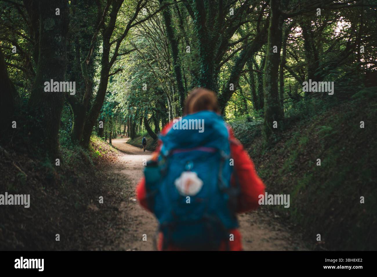 Back view of lonely female backpacker walking along path through forest ...