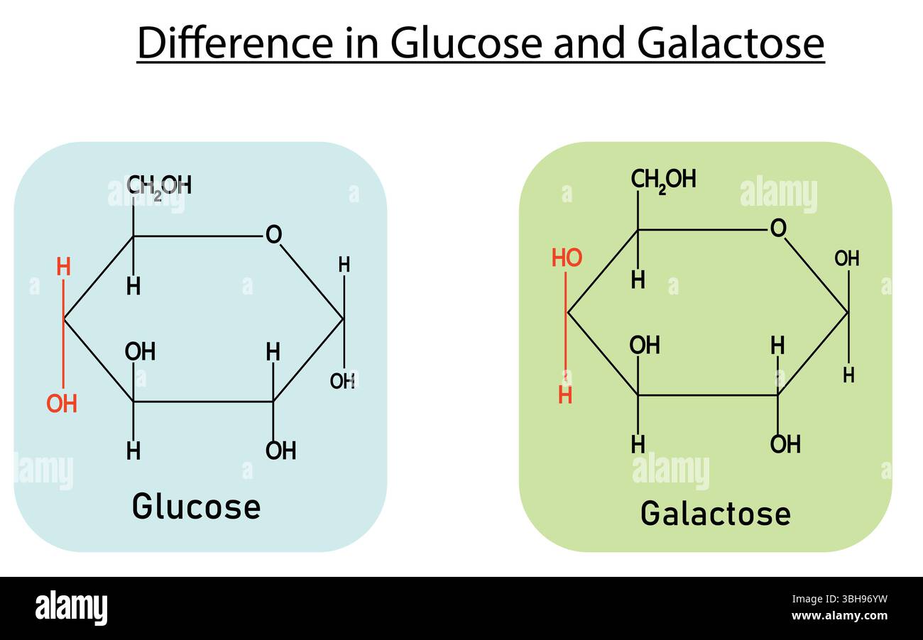 Four Biomolecules Structure and Function Comparison Chart | Carbohydrates  vs Proteins vs Nucleic acids vs Lipids, image size:1300x902