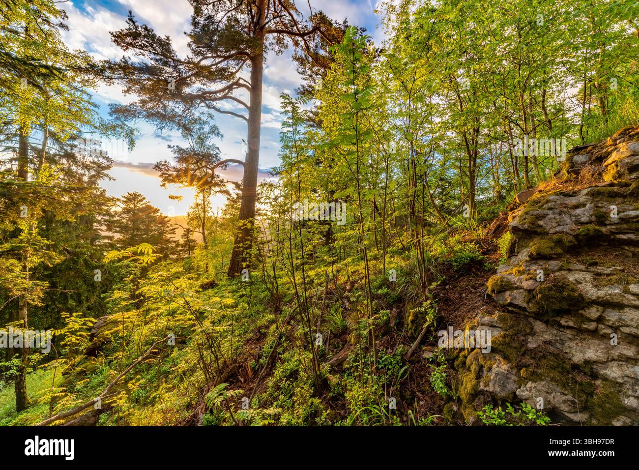 Spring sunset view for forest on hill Svatobor near town Susice in south west Bohemia Stock Photo