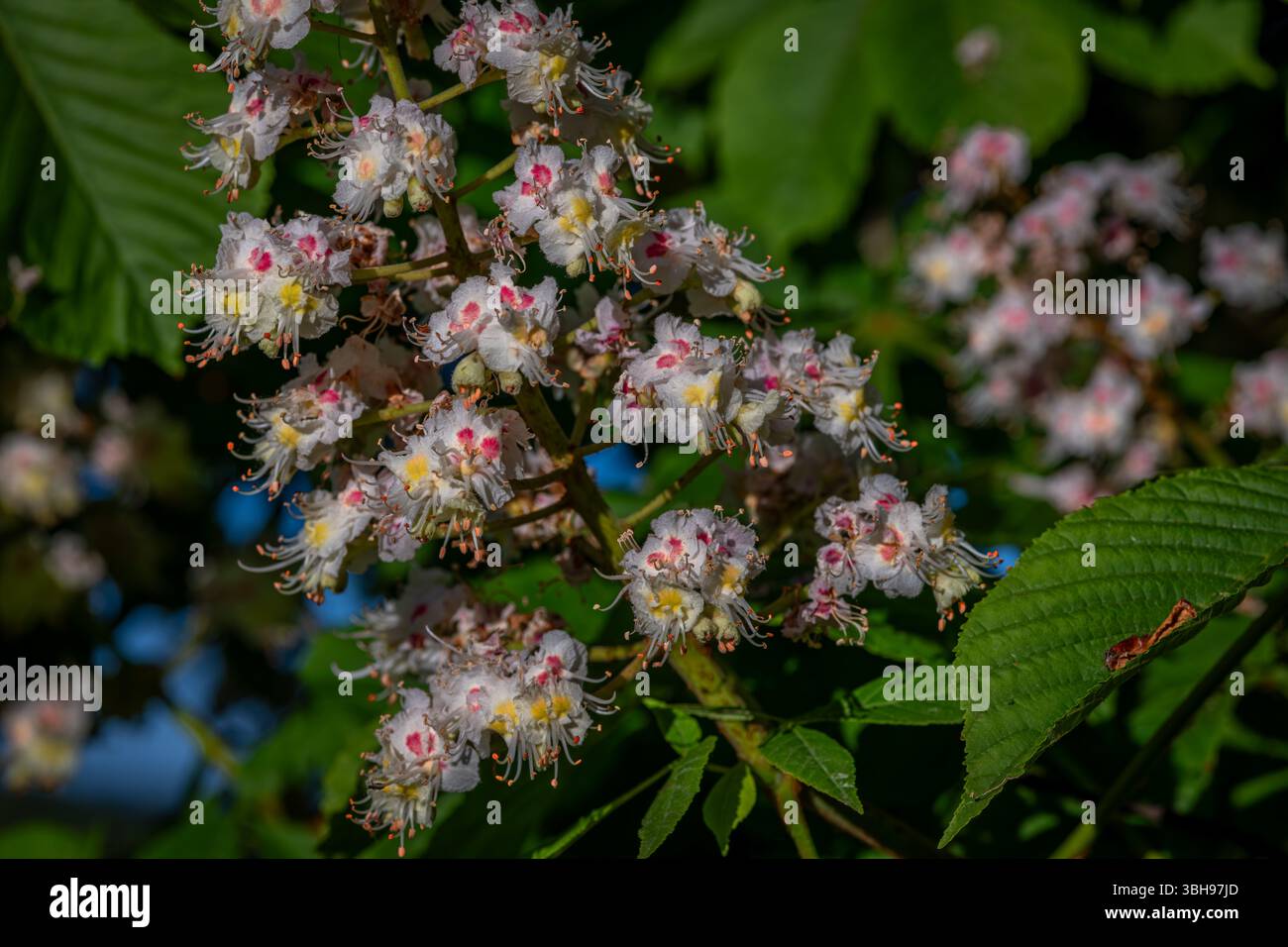 Summer fresh morning view for bloom of chestnut on big tree with blue heaven Stock Photo