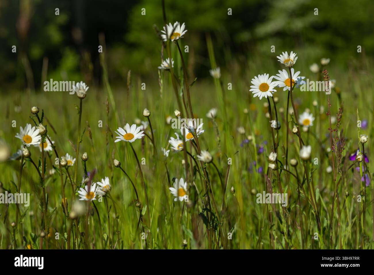 Summer fresh hot morning with green meadows and forests in Sumava mountains Stock Photo