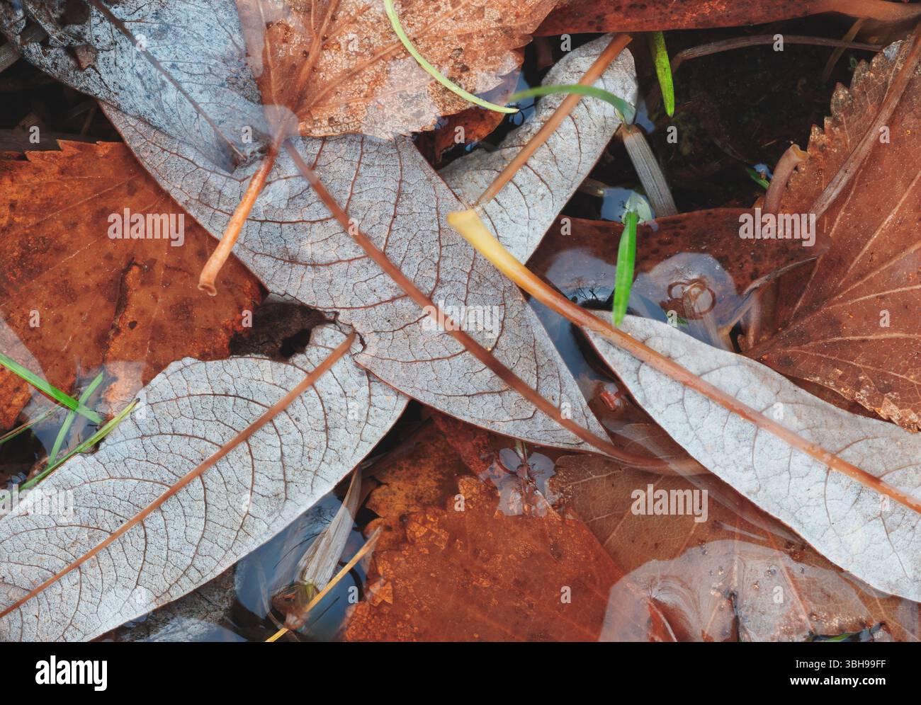 Autumn brown wet leaves lie on the ground as a textured wide background for web banner template page design Stock Photo