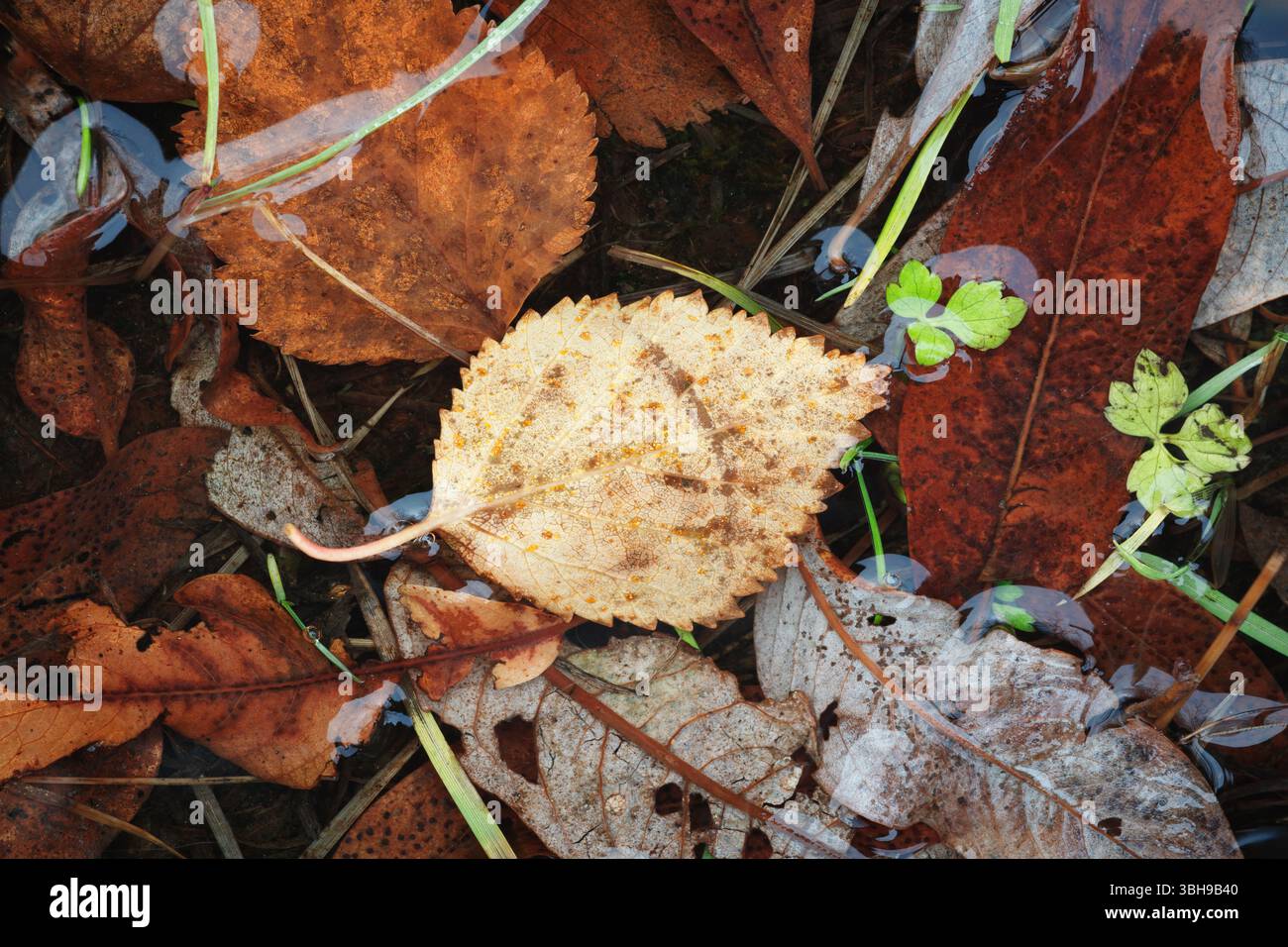 Autumn brown wet leaves lie on the ground as a textured wide background for web banner template page design Stock Photo
