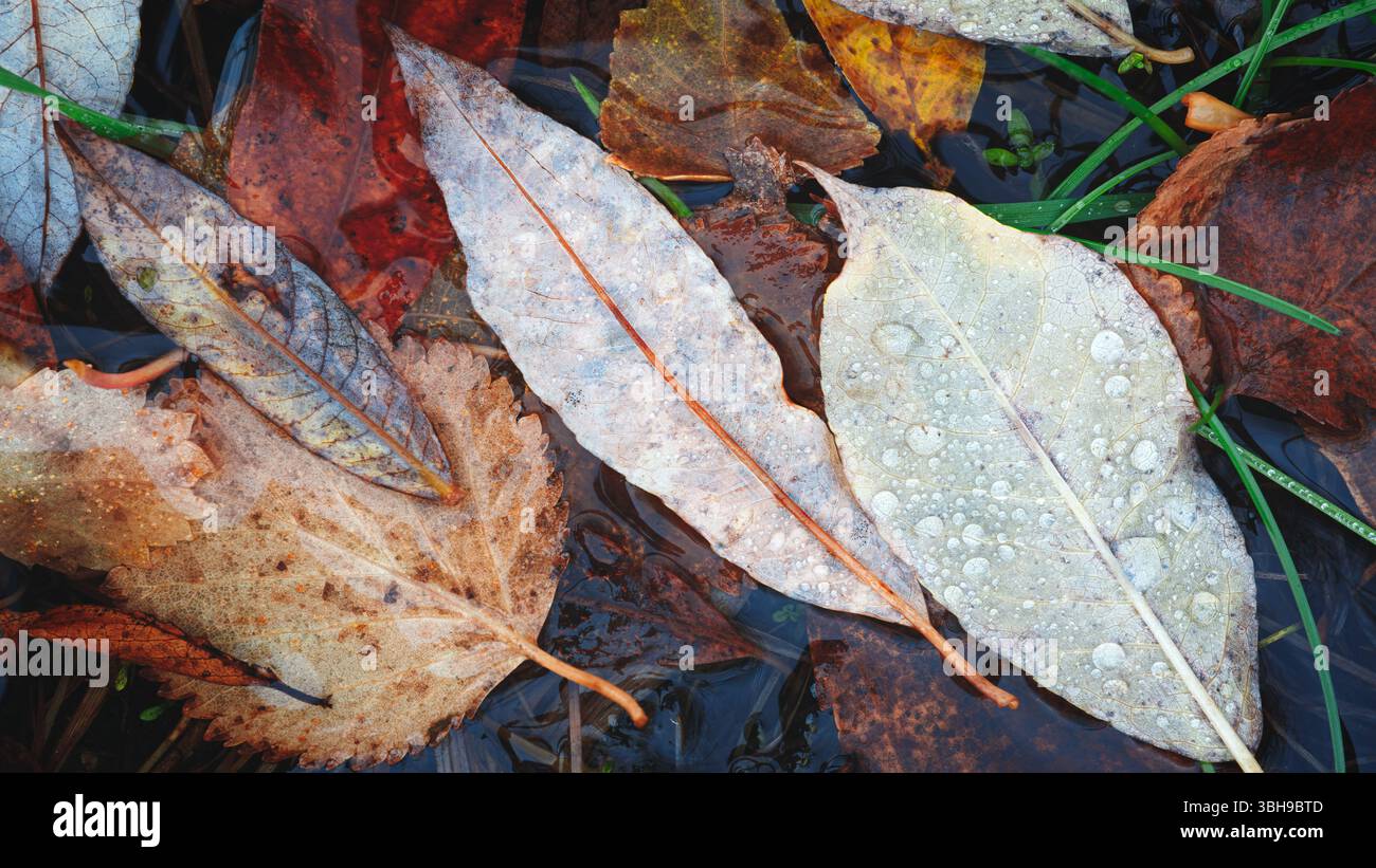 Autumn brown wet leaves lie on the ground as a textured wide background for web banner template page design. Stock Photo