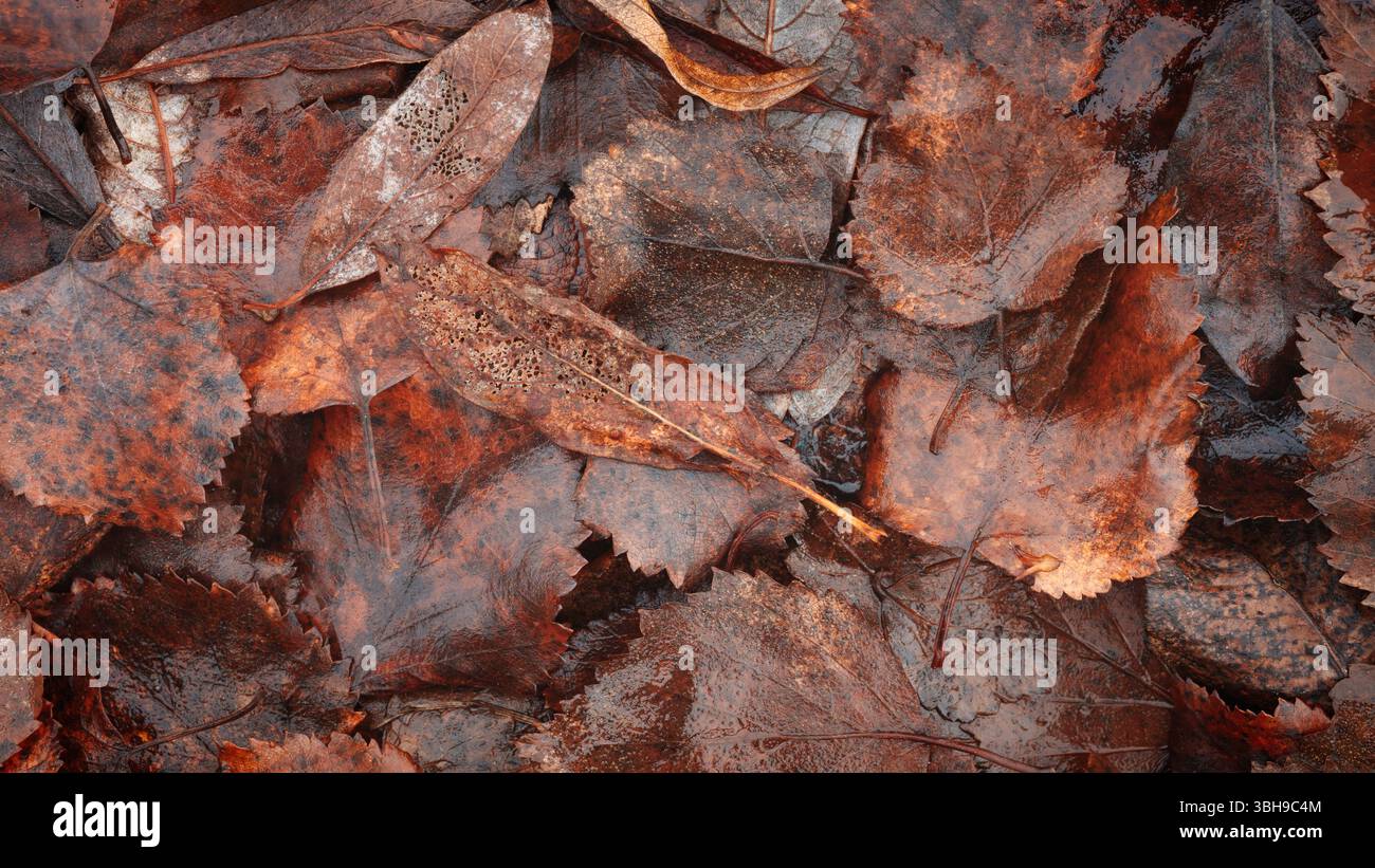 Autumn brown wet leaves lie on the ground as a textured wide background for web banner template page design Stock Photo