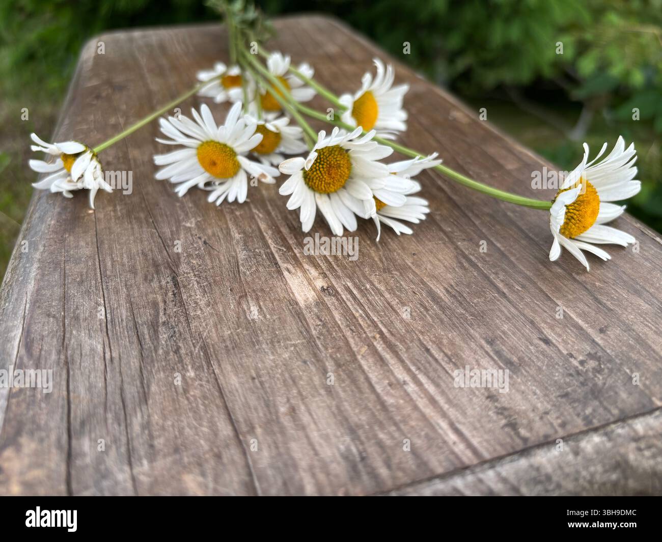 bouquet of beautiful white field daisies on a wooden background on a summer evening - Smartphone Captured Stock Image