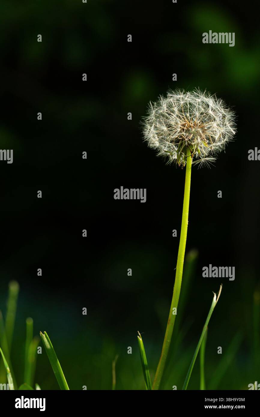 Dandelion seed head on a lawn Stock Photo