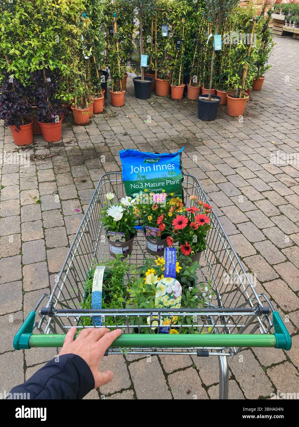 Man at the garden centre pushing a shopping trolley filled up with bedding plants and compost for Spring planting, UK - Smartphone Captured Stock Image