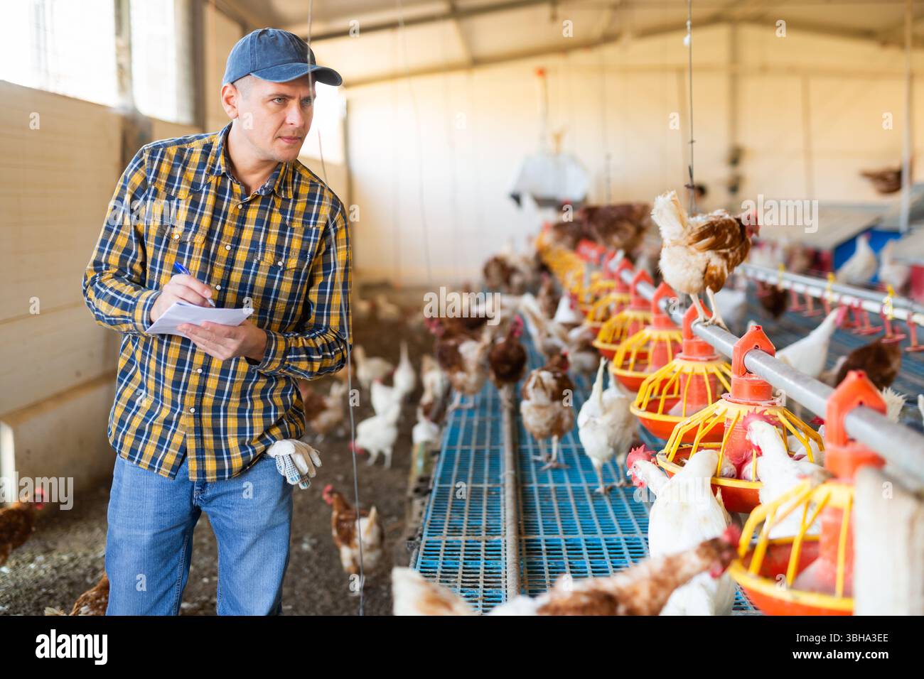 Serious European man farmer taking notes while checking chickenhouse Stock Photo