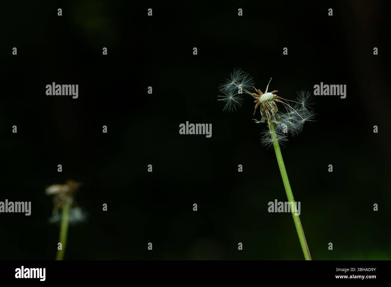 Dandelion seedhead Stock Photo