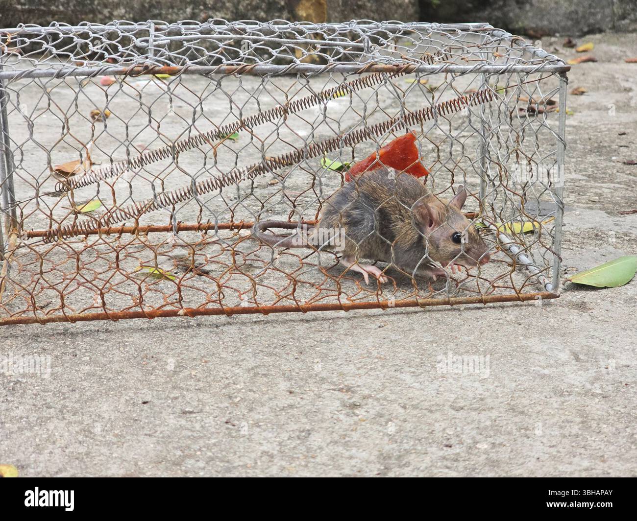 A scared rat in a trapl. - Smartphone Captured Stock Image