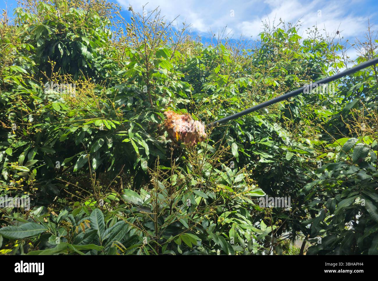 Spraying an ant nest on a Longan tree in Lamma Island, Hong Kong. - Smartphone Captured Stock Image