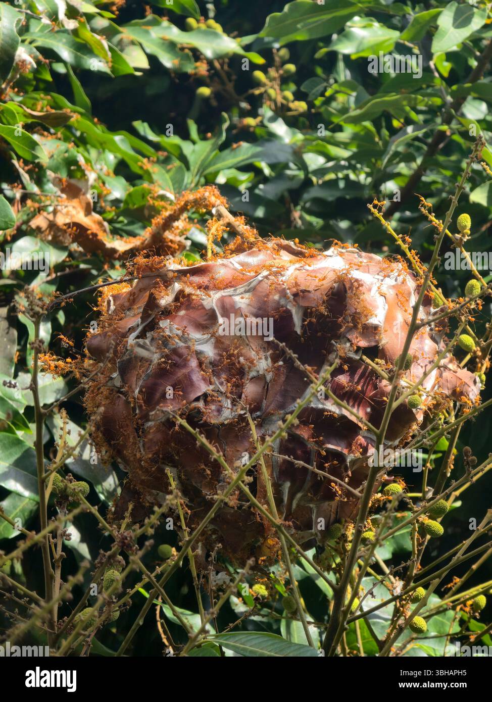 Spraying an ant nest on a Longan tree in Lamma Island, Hong Kong. - Smartphone Captured Stock Image