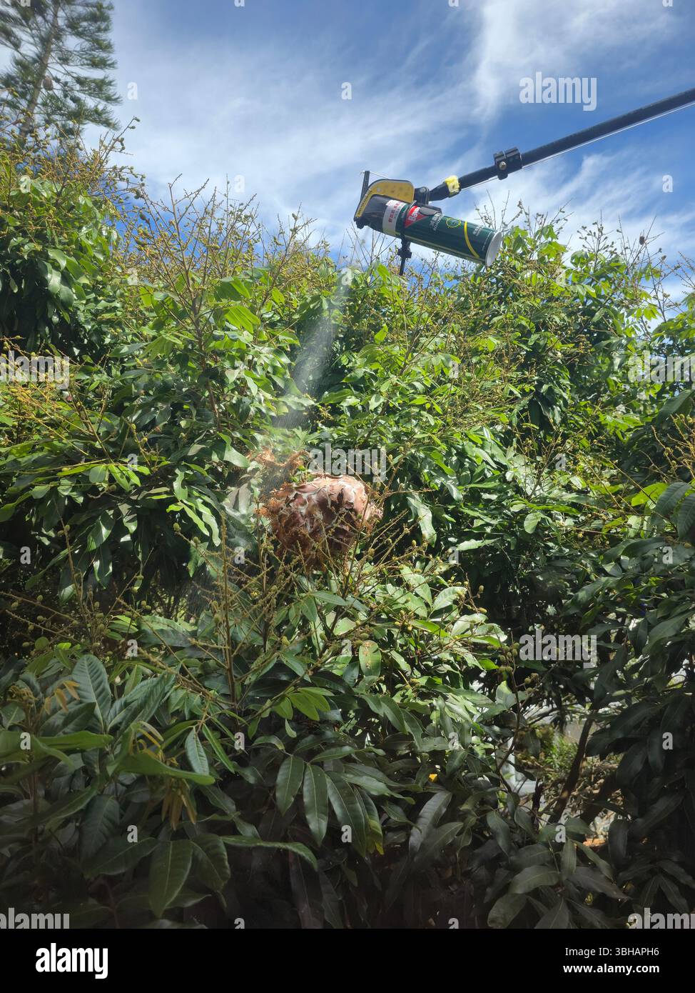 Spraying an ant nest on a Longan tree in Lamma Island, Hong Kong. - Smartphone Captured Stock Image