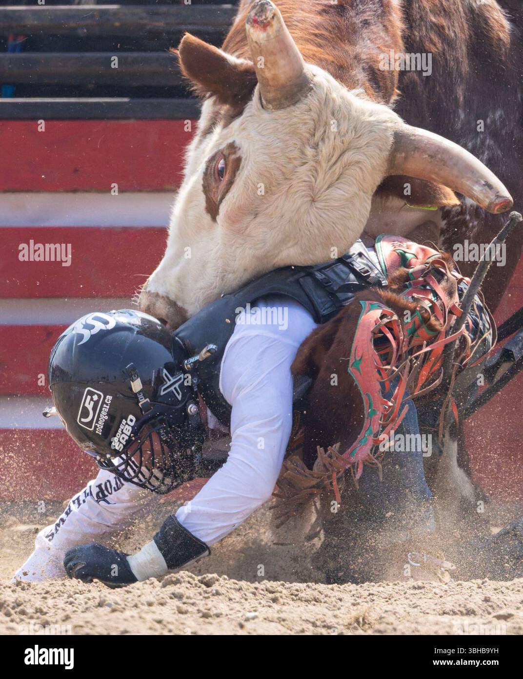 Ontario Rodeo Bull Riding Mono, Canada. 8th June, 2025. A cowboy falls in the bull riding event ...