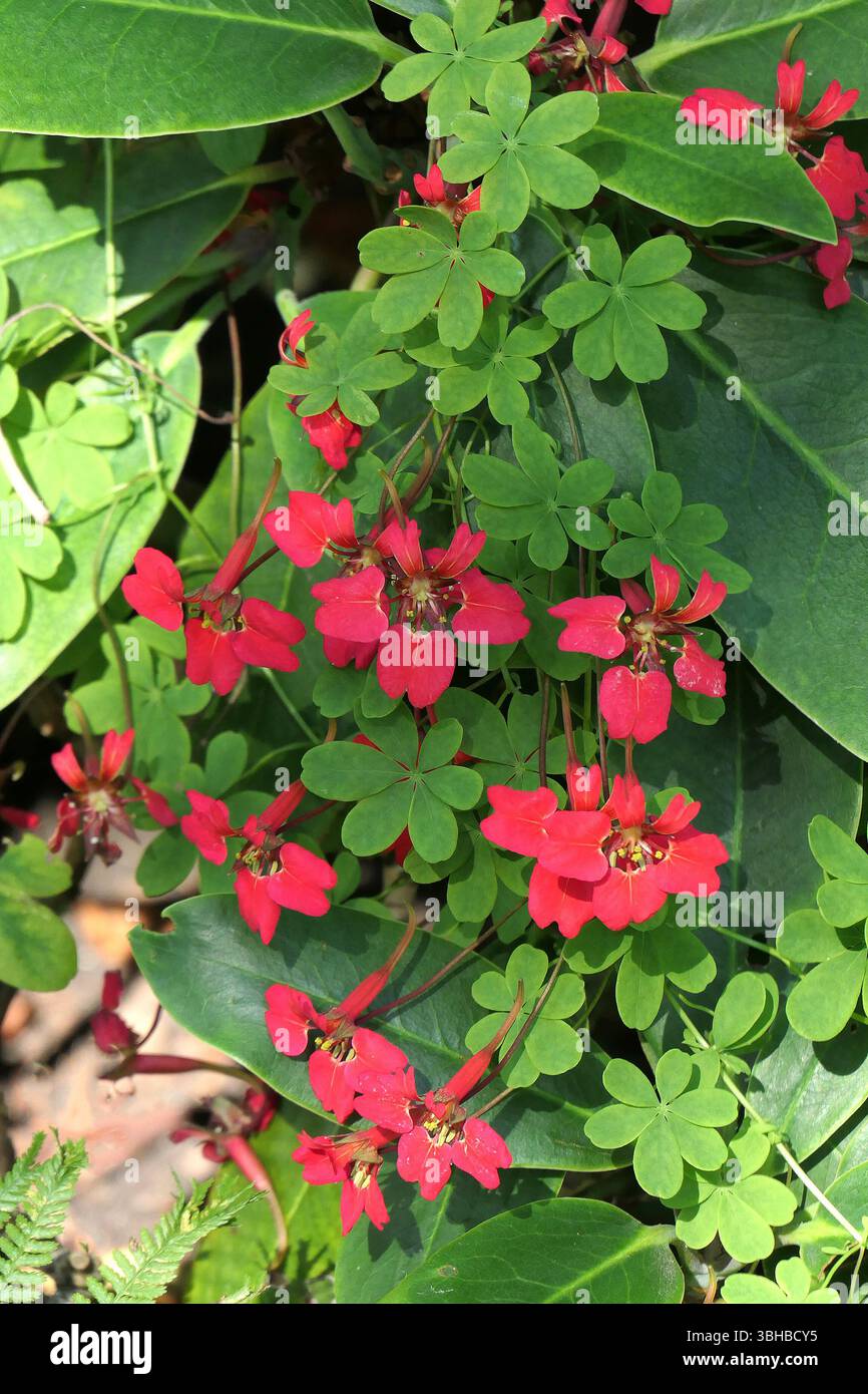 Tropaeolum Speciosum (Flame Flower), a semi-hardy perennial nasturtium  climbing plant of the Tropaeolaceae family, with crimson red flowers Stock  Photo - Alamy