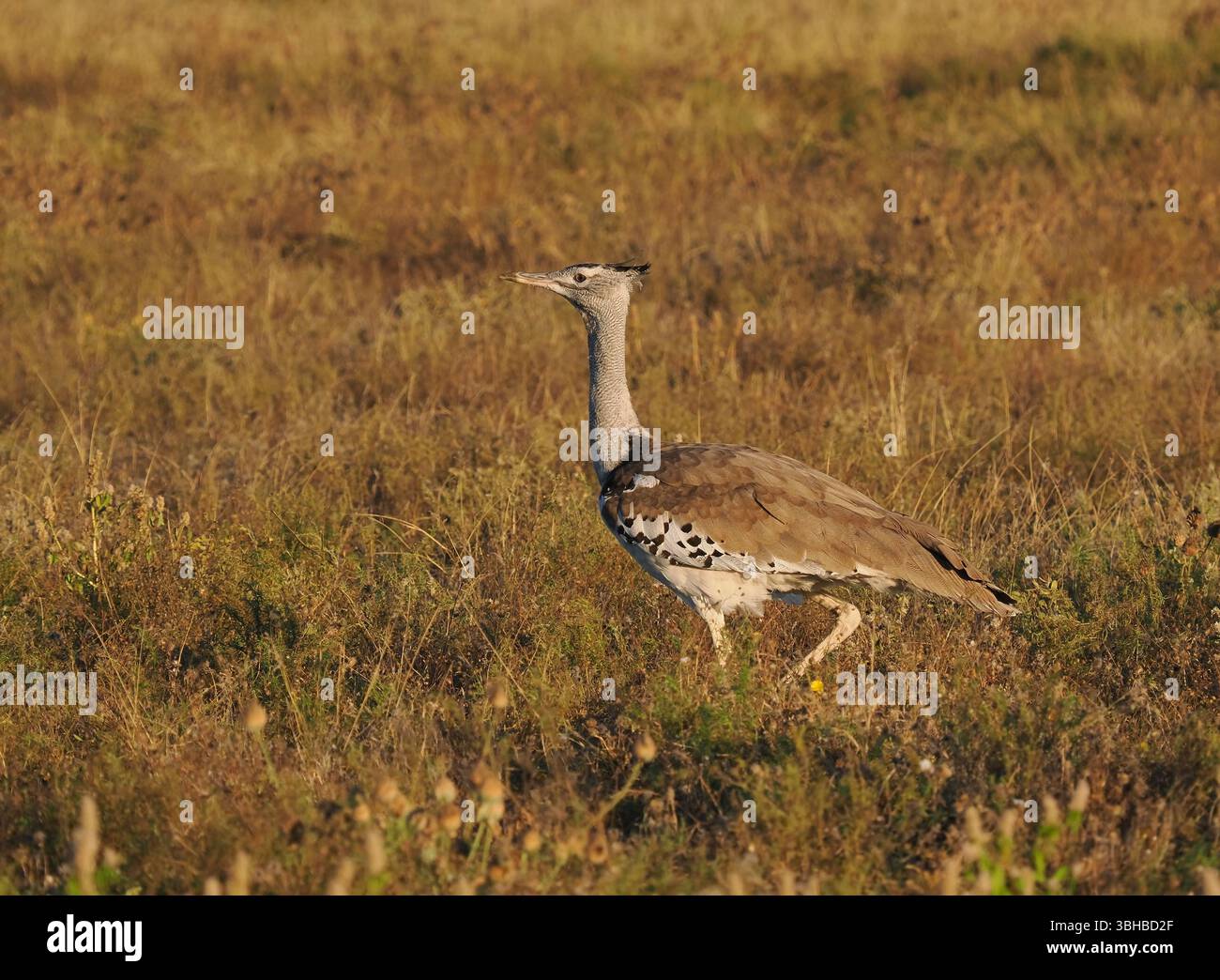 Worlds heaviest flying bird hi-res stock photography and images - Alamy