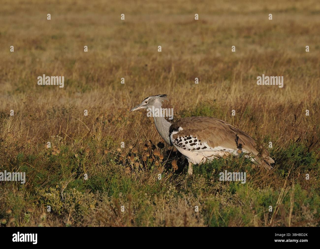 Worlds heaviest flying bird hi-res stock photography and images - Alamy