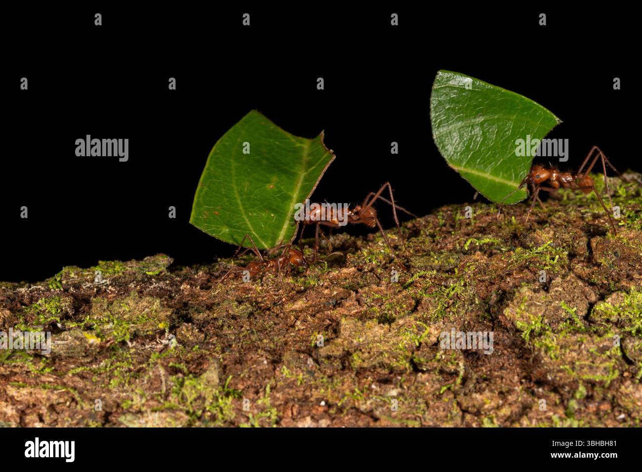Leafcutter Ant, Atta cephalotes, Formicidae, Corcovado National Park ...