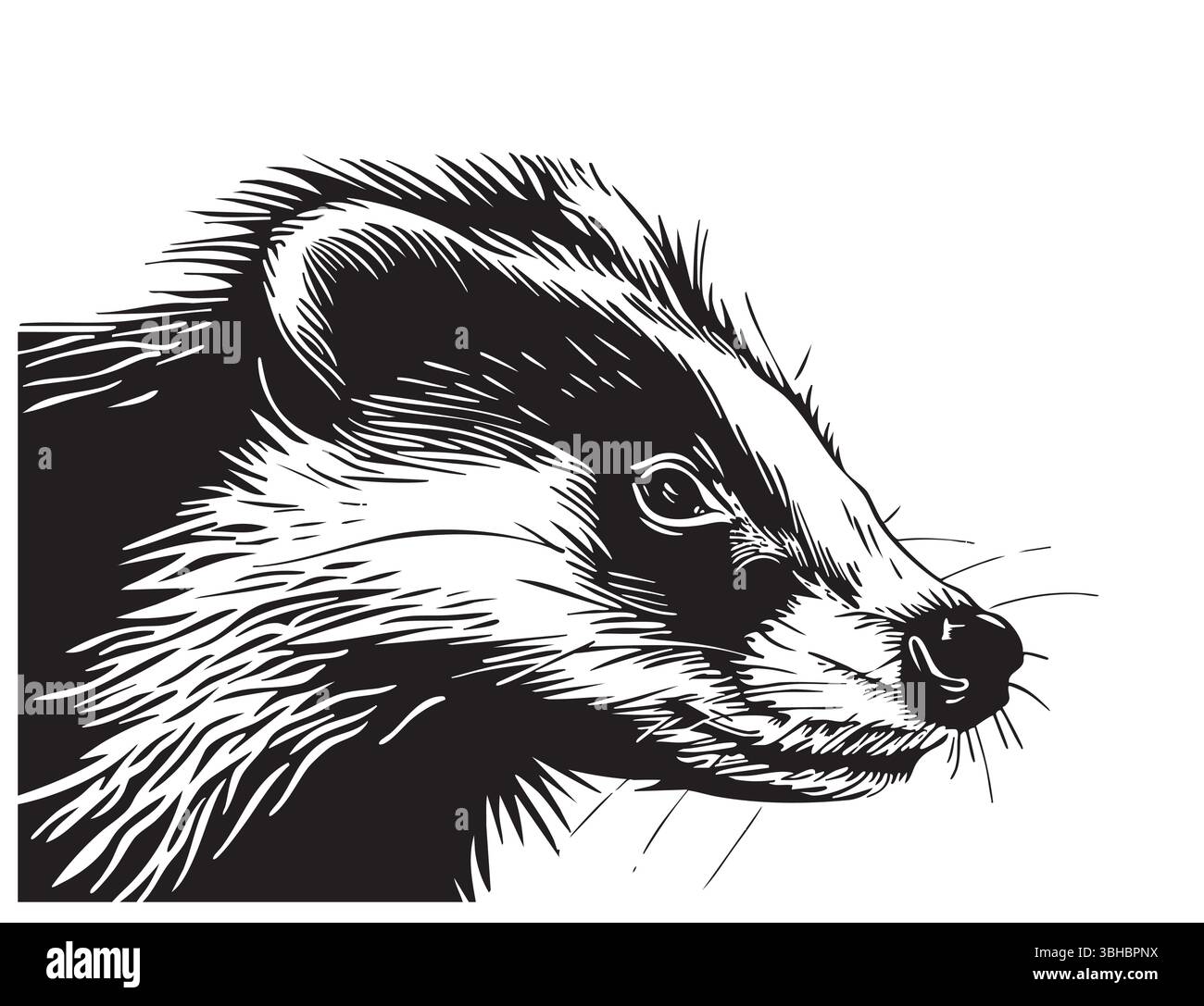 Badger sketch drawing isolated on white background Stock Vector Image ...