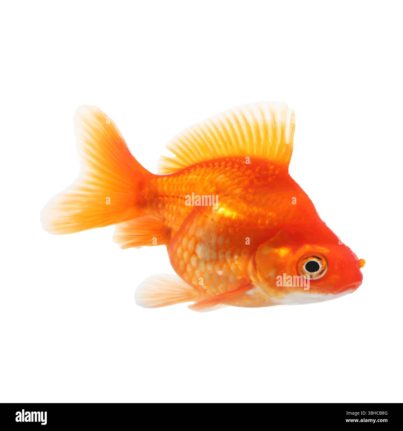 Small Fish R8c Underwater small yellow tropical fish Cut Out Stock Images & Pictures ...