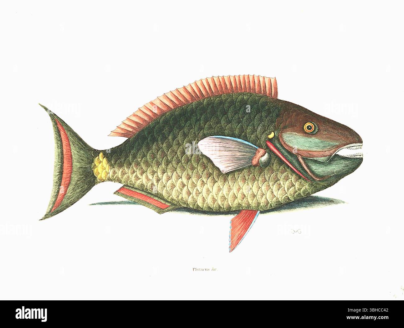 Mark Catesby - Plate 29 from volume II of Mark Catesby's The natural history of Carolina, Florida and the Bahama Islands (London, 1731) Stock Photo