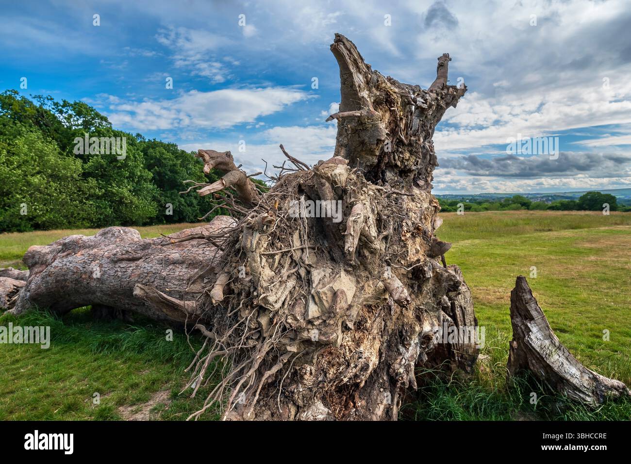 Large dead tree fallen on the grass, Graves Park, Norton, Sheffield ...