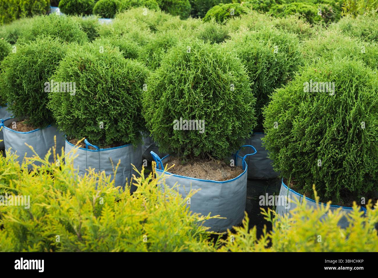 Thuja hedge garden hi-res stock photography and images - Alamy