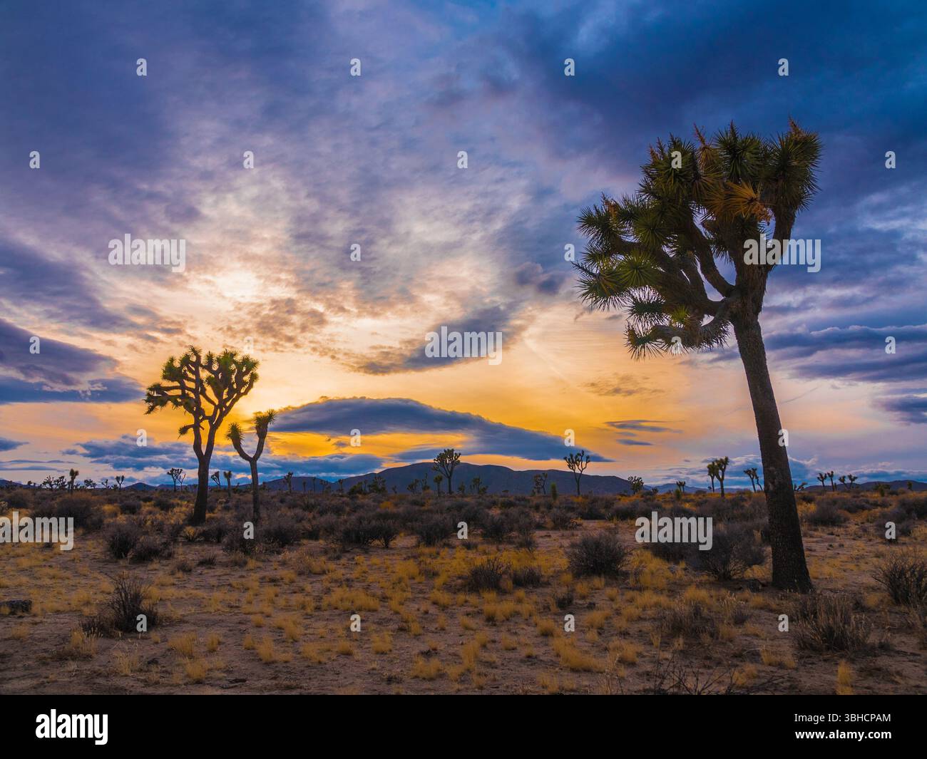 Joshua Tree National Park landscape at sunset Stock Photo