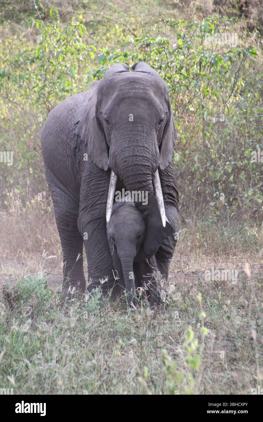 A Mother's Embrace: A Tender Moment Between an Elephant and Her Calf in ...