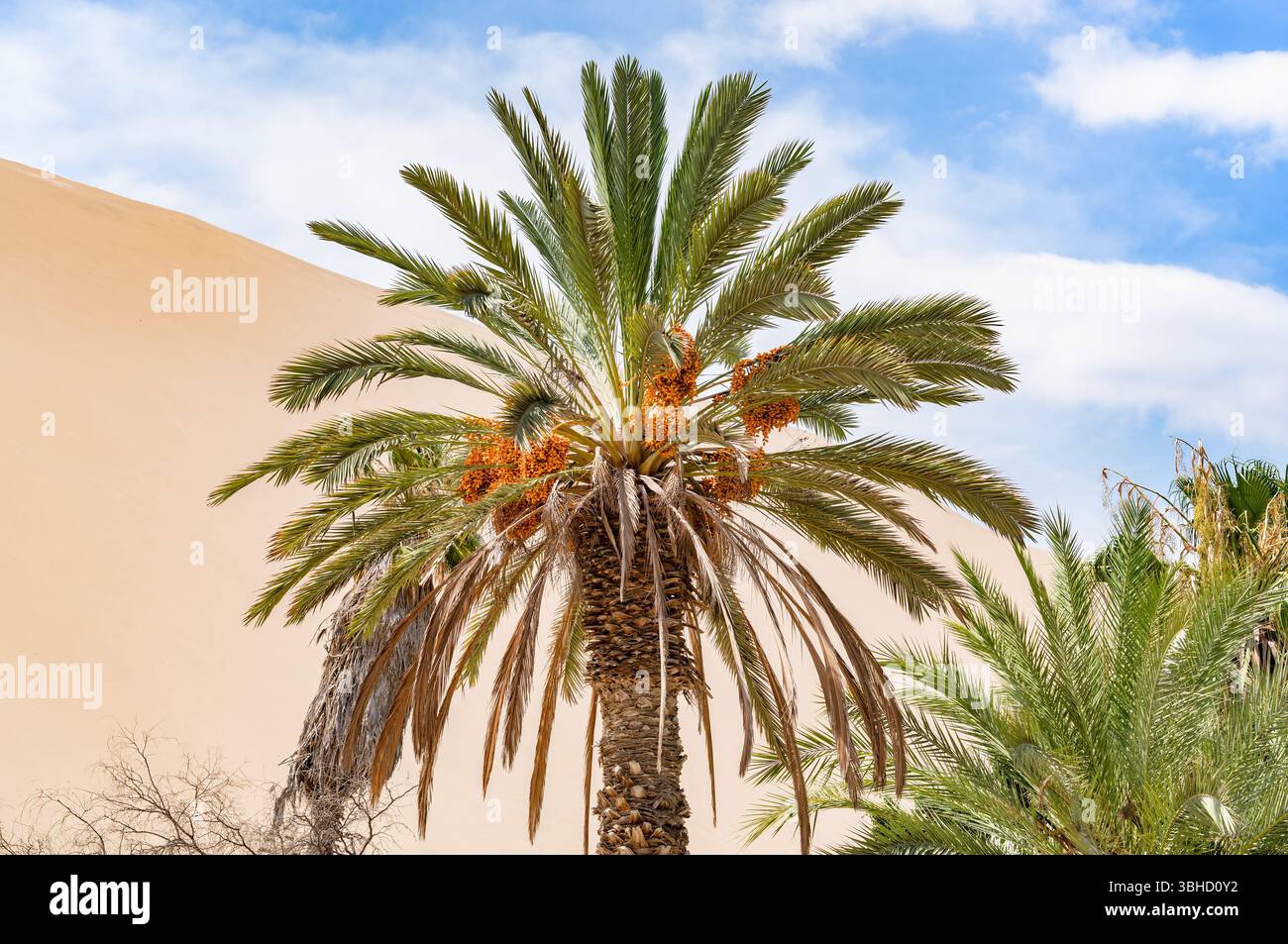 Lush green oasis date hi res stock photography and images alamy