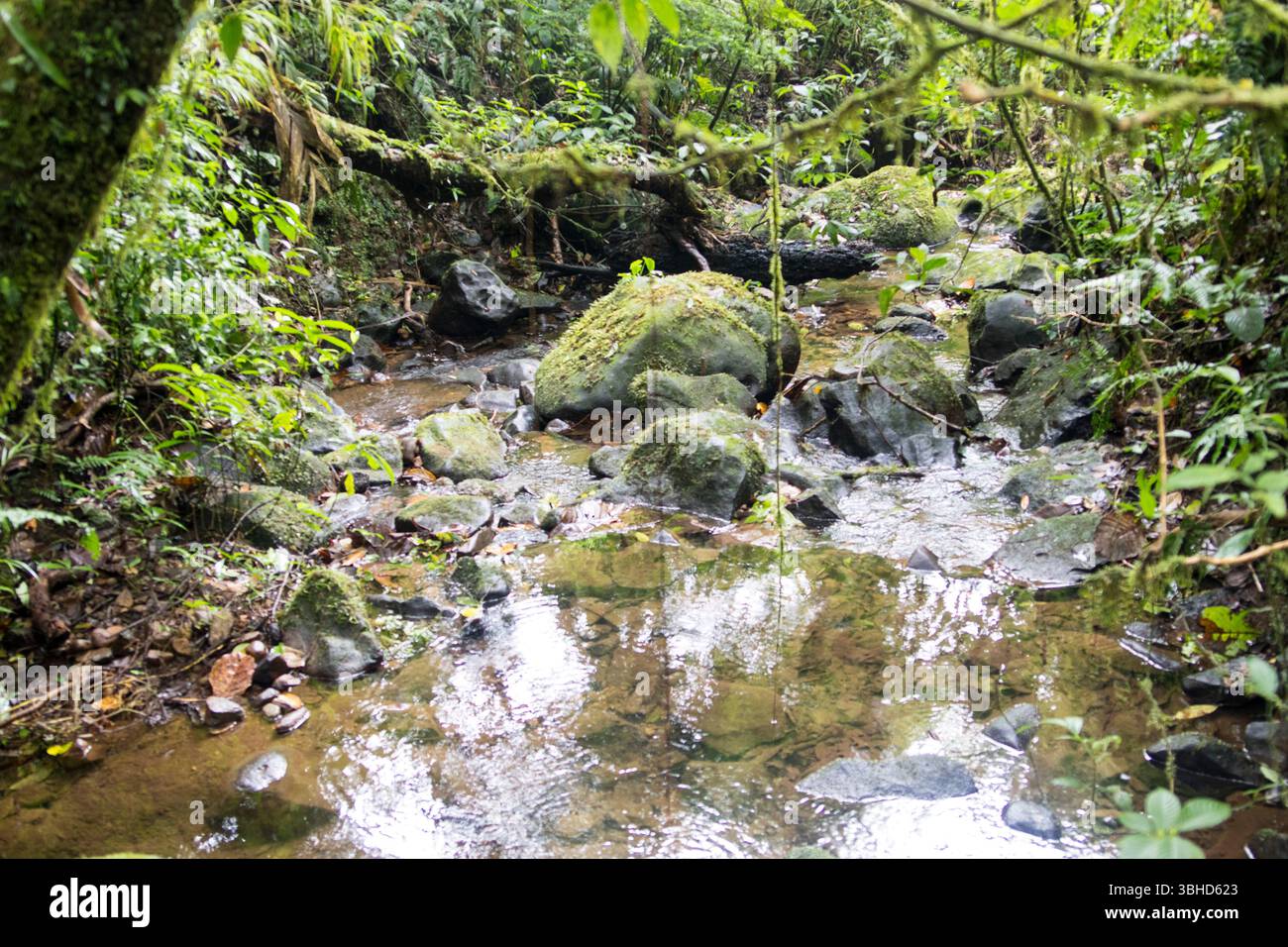 Stream Cloud forest cloudforest with mist Monteverde, Costa Rica. Stock Photo