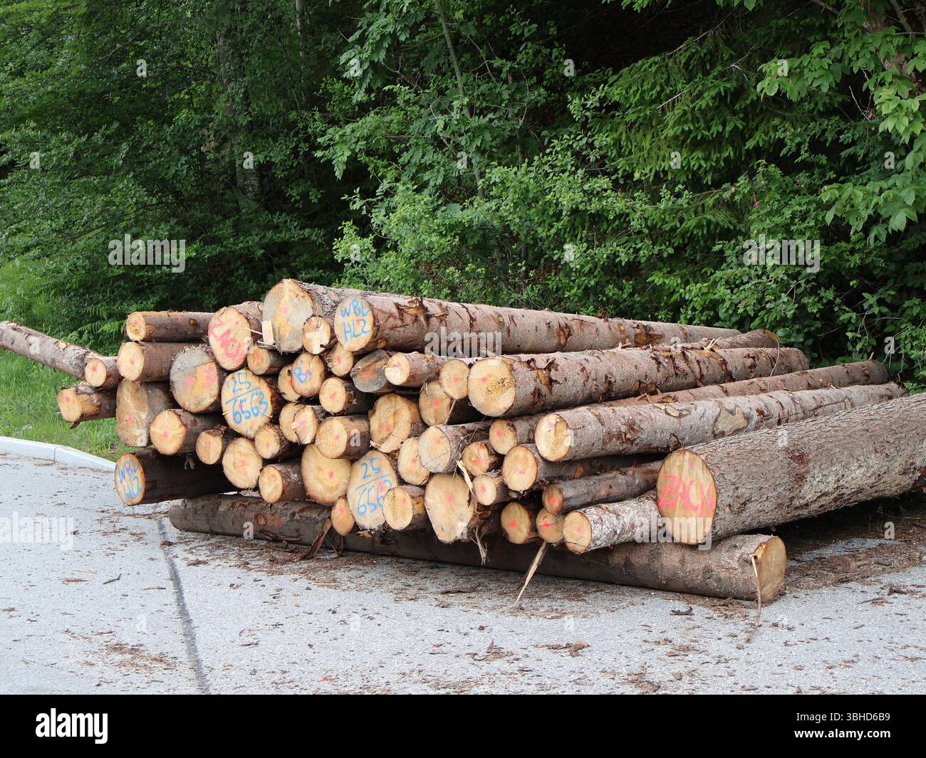 Stacked Timber Logs in Forested Area for Processing and Delivery. Pile of neatly stacked timber logs placed near forested area, ready for processing Stock Photo
