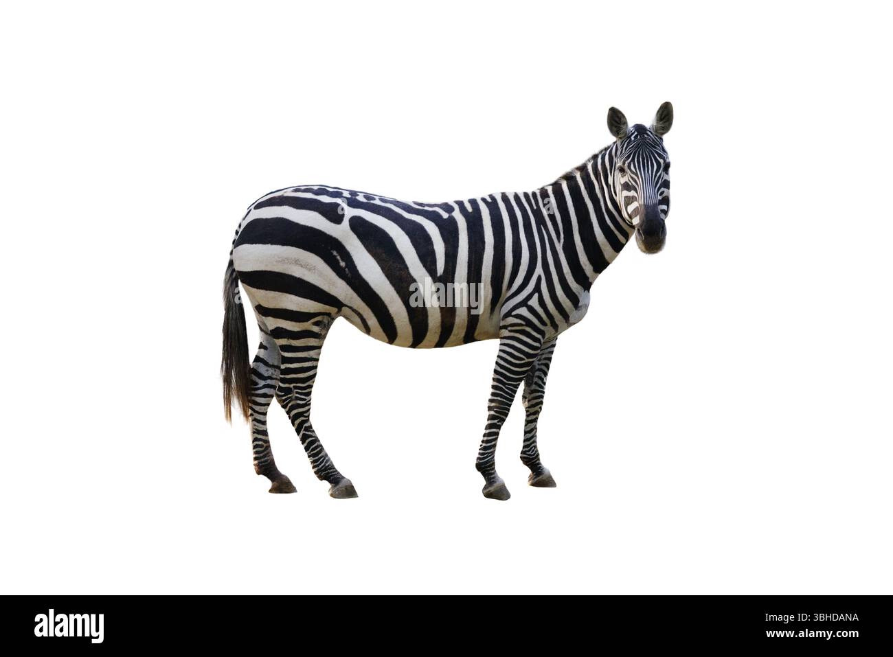 zebra isolated on white background Stock Photo