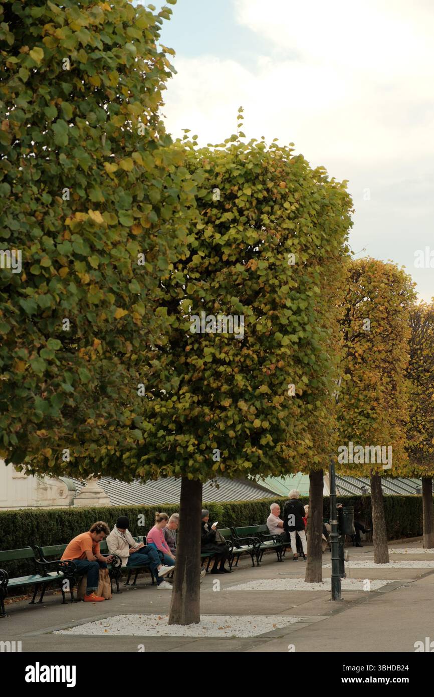 Rest Tree Neatly trimmed trees line a peaceful urban promenade where people sit ...