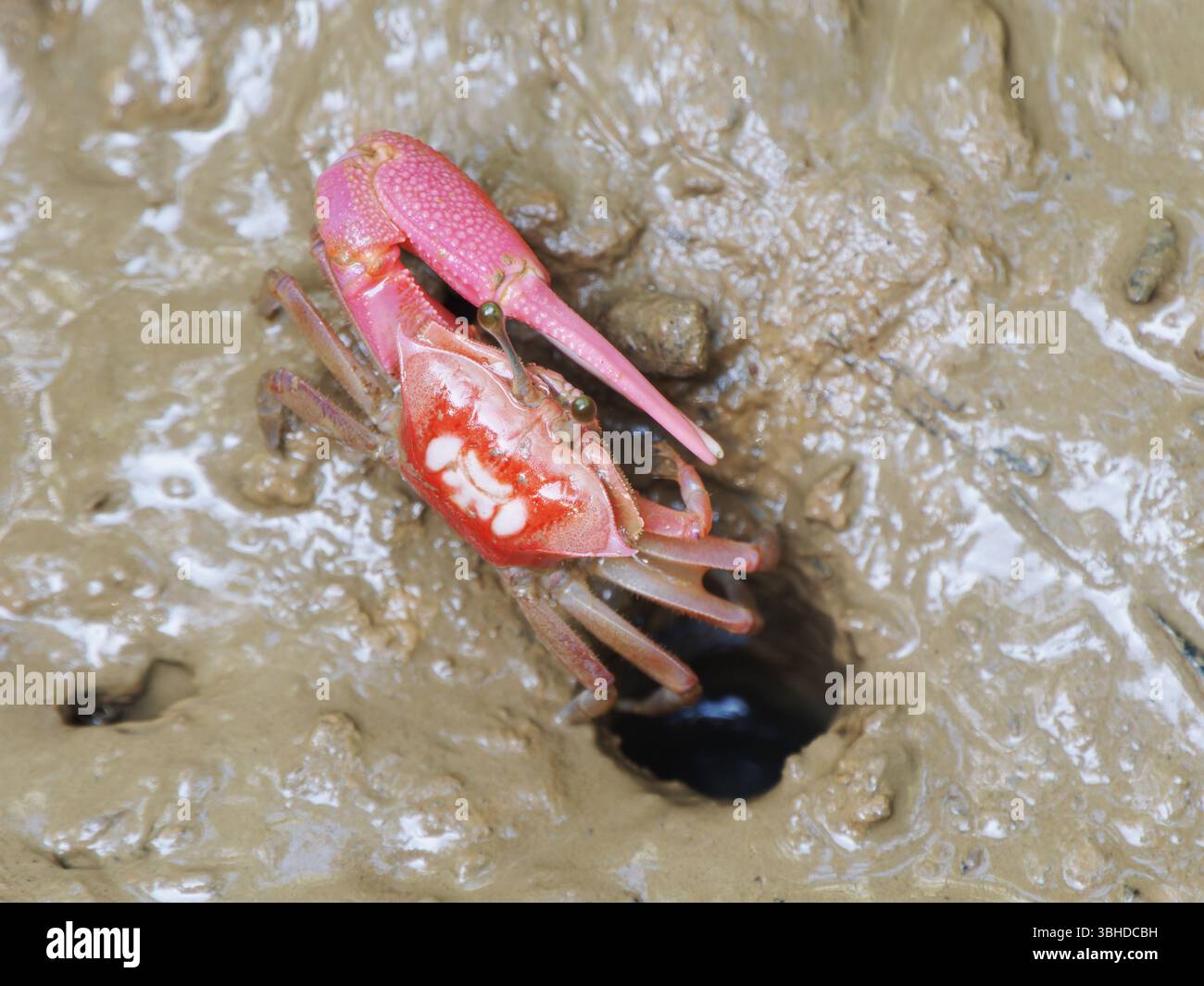 Pink Fiddler Crab Thailand IN004617 Stock Photo