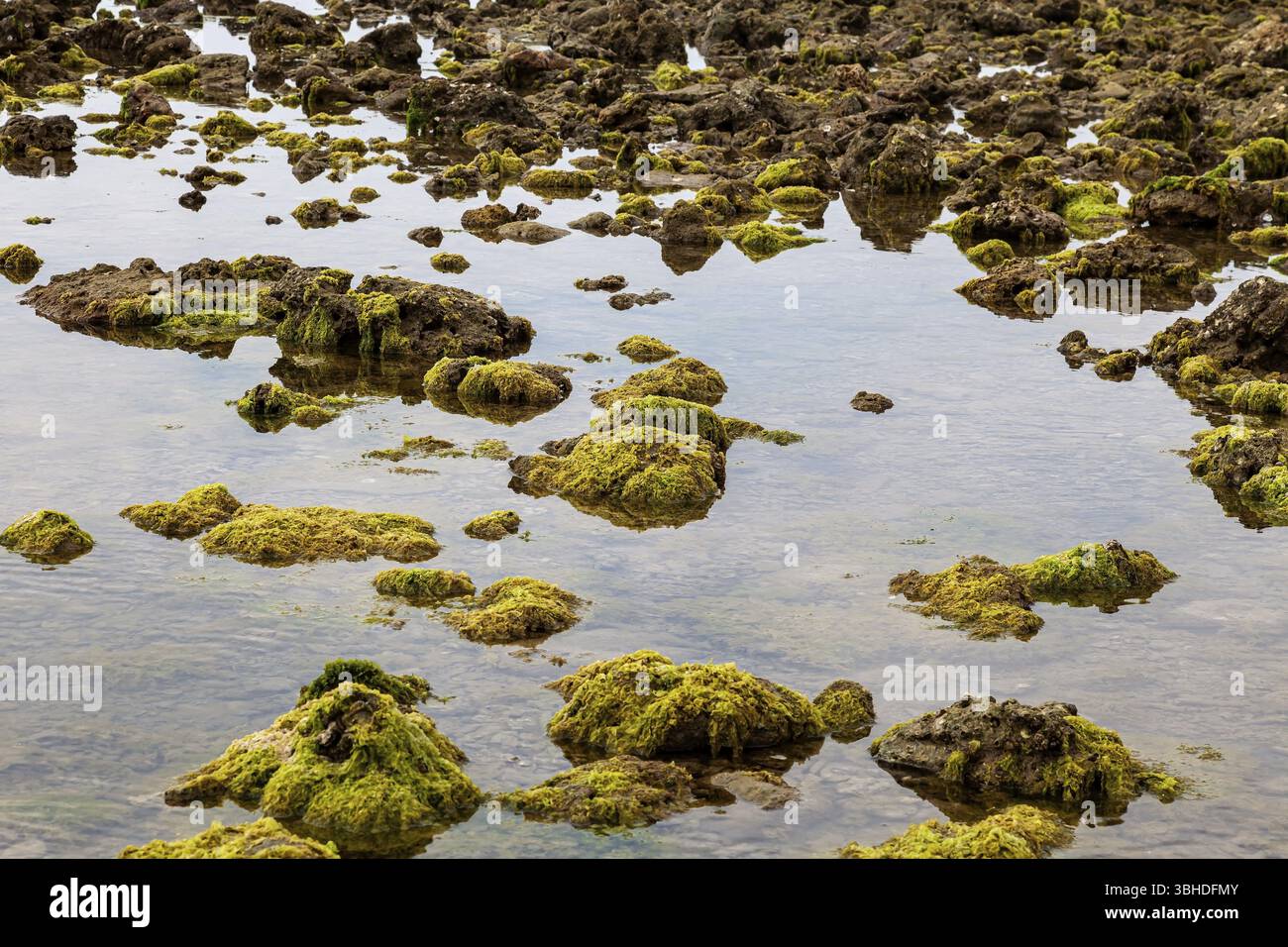 Coastal landscape with algae or seaweed and large rocks, Reef, Seaweed ...