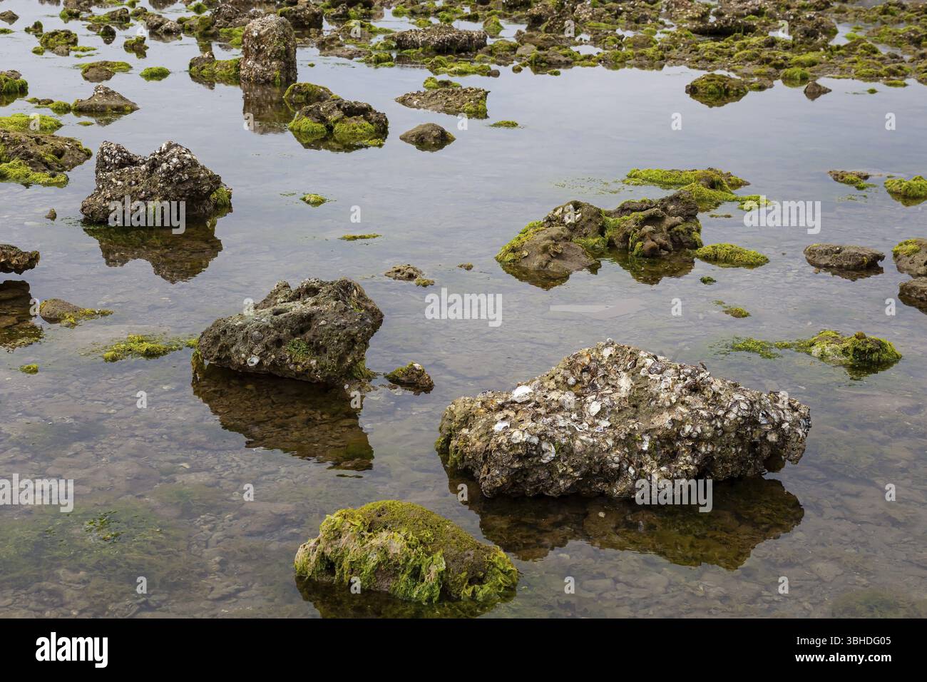 Coastal landscape with algae or seaweed and large rocks, Reef, Seaweed ...