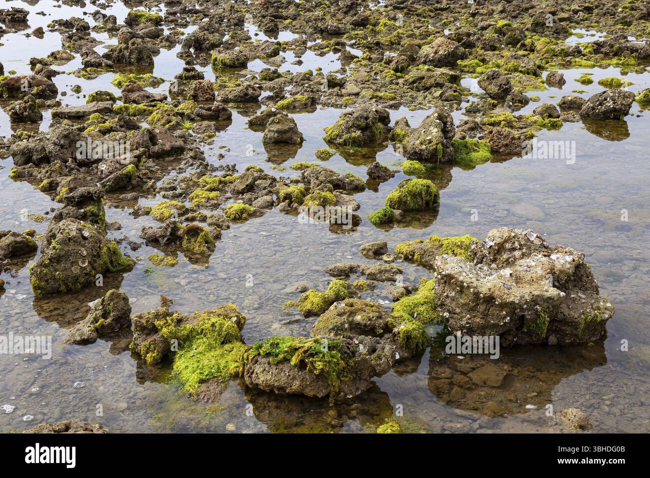 Coastal landscape with algae or seaweed and large rocks, Reef, Seaweed ...