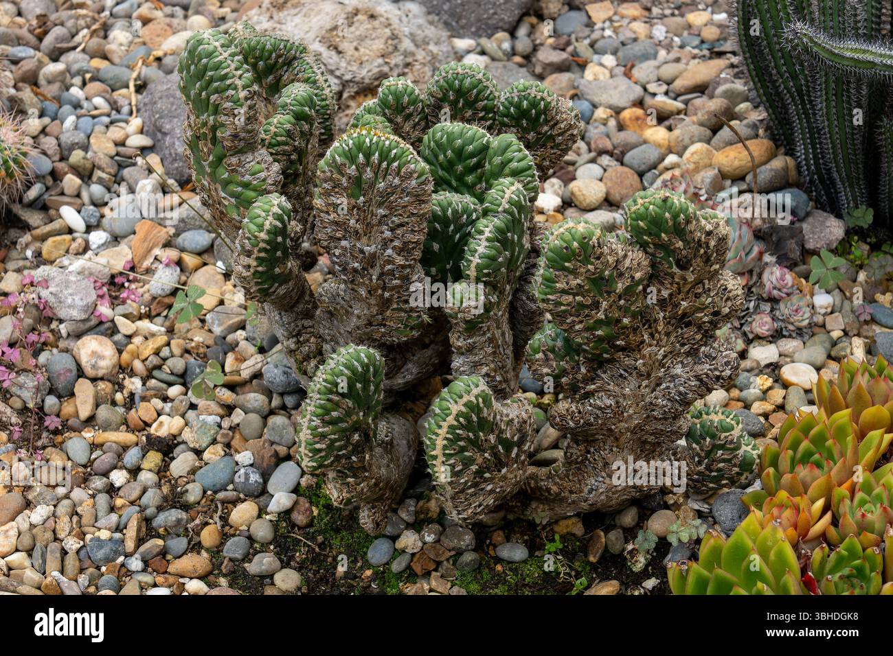 Crested San Pedro Cactus, Echinopsis pachanoi var. cristata, in the Quito  Botanical Garden in Quito, Ecuador Stock Photo - Alamy