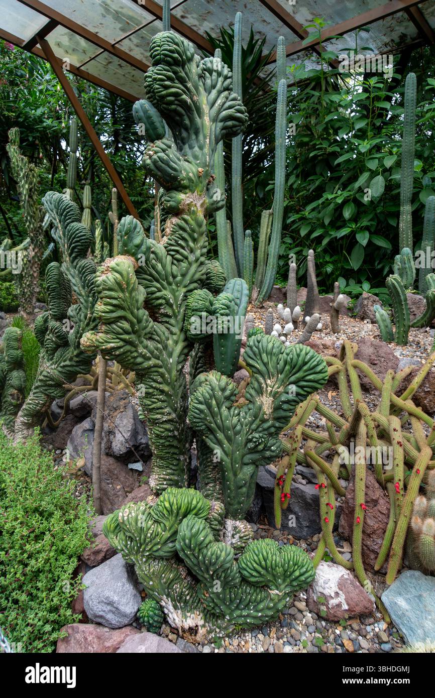 crested san pedro cactus Crested San Pedro Cactus 'Echinopsis pachanoi cristata'