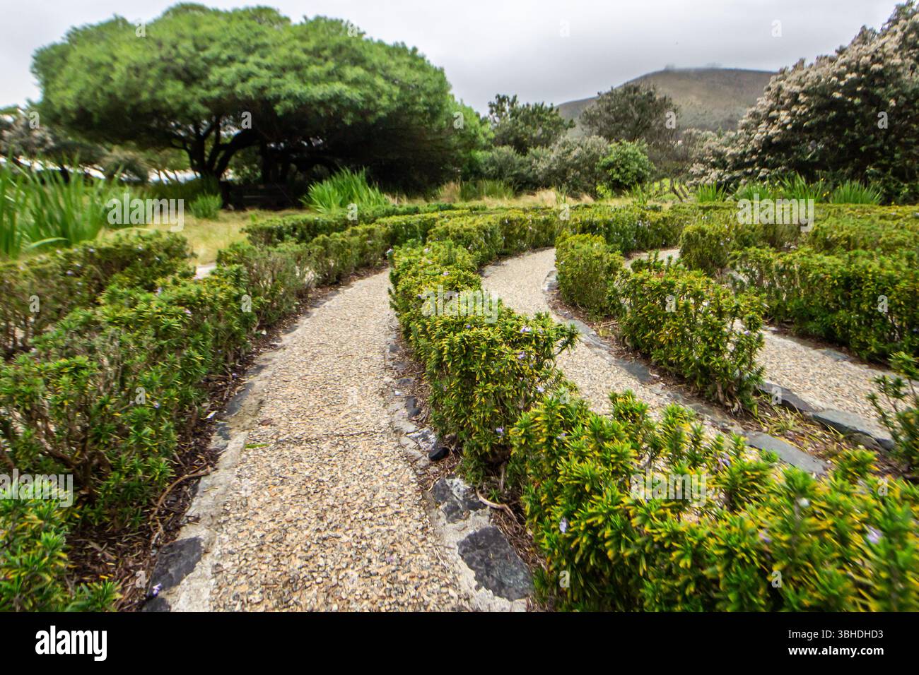 View along the curves of a labyrinth made of Rosemary bushes in Greenpoint Park, Cape Town Stock Photo