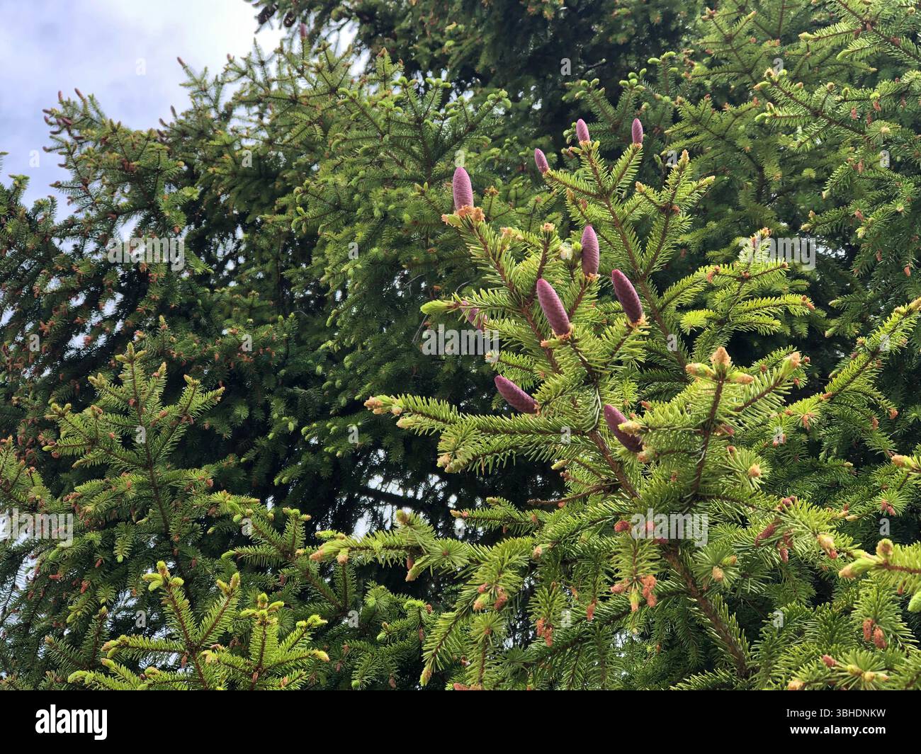 red young cones on spruce branches low angle view Stock Photo
