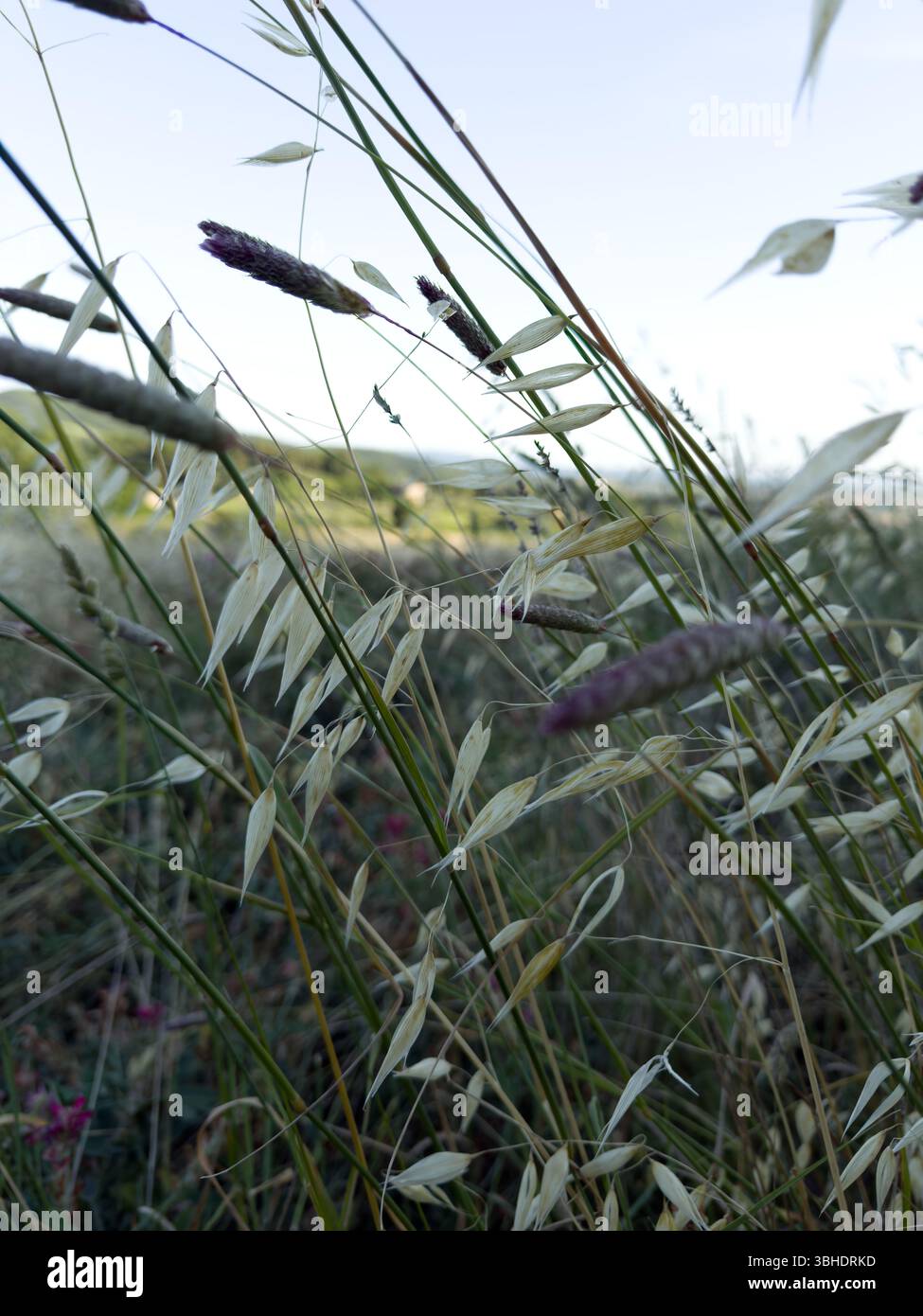 Close-up wild oat grass under blue sky capturing essence of summer nature, rural calm, and slow travel moments, perfect for eco-tourism content, mindf - Smartphone Captured Stock Image