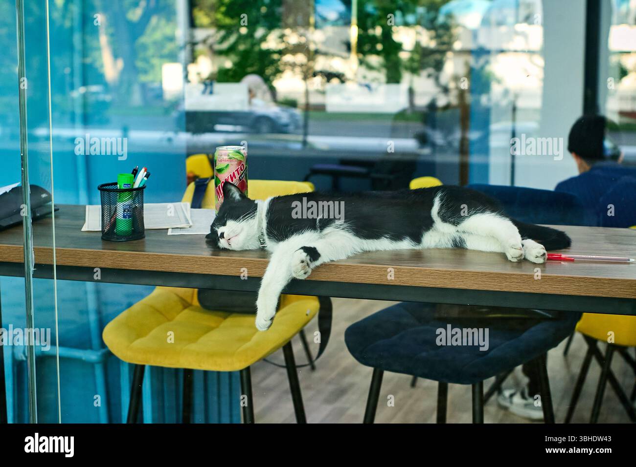 Sleeping black and white cat stretched out on a table in a coworking ...