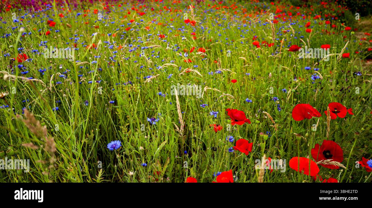 Meadow poppies under blue hi-res stock photography and images - Alamy